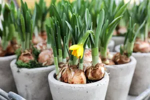 10 tips voor een fleurige start van februari