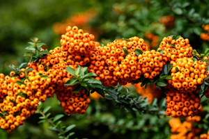 Beeldige bessenstruiken in de herfst